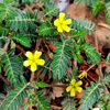 Tribulus terrestris - Menstill Plus Composition 